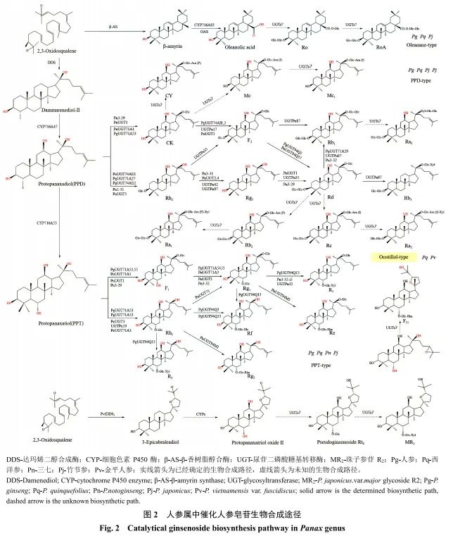 人参属药用植物种质资源研究进展(图8)
