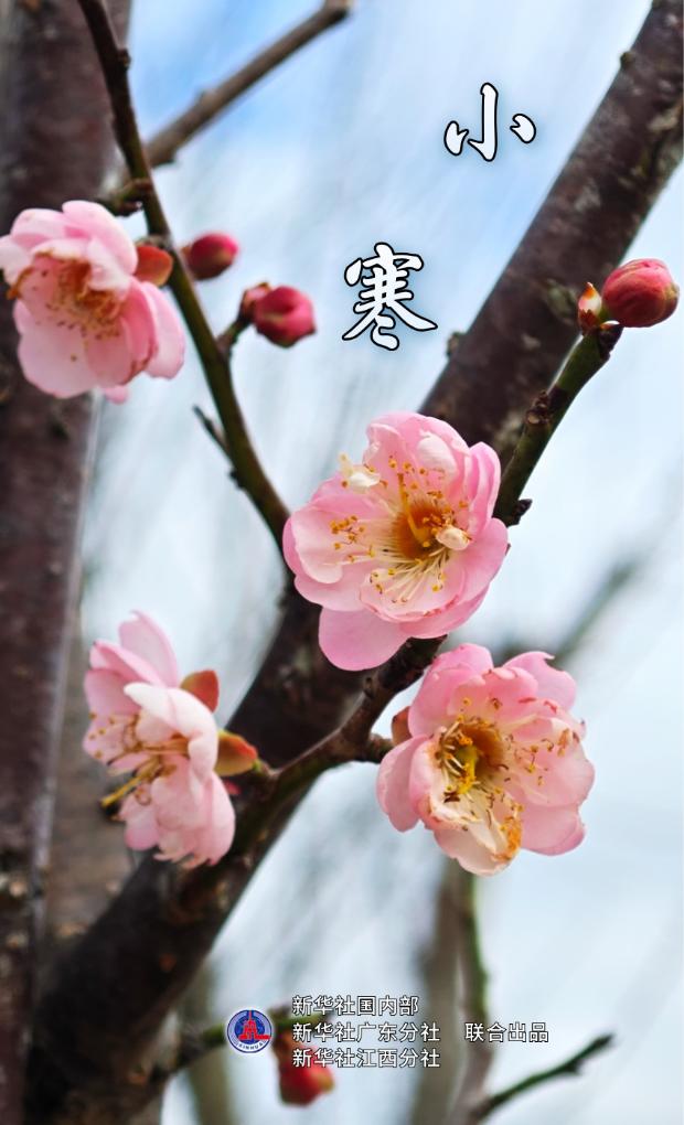 节令之美|小寒:梅开鸟归渚,桔红腊味香